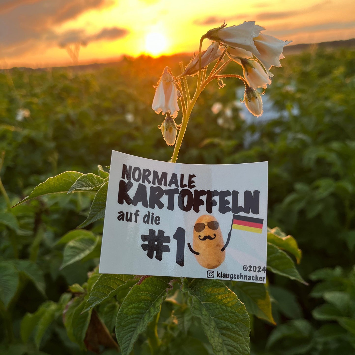 Sticker "Normale Kartoffeln auf Die #1"